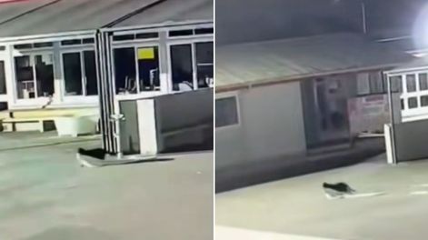 Por un año, un gato robaba ropa de los alumnos de una escuela sin ser descubierto.