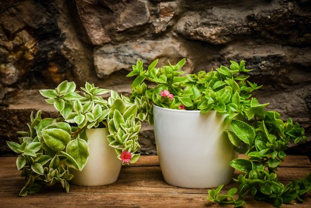 Jard&iacute;n y jardiner&iacute;a suman plantas rastreras resistentes que transforman balcones urbanos apagados.