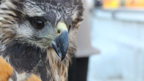 Los Andes | El ejemplar del águila coronada (que sería un macho) fue encontrado débil y flaco; deambulando por el costado de la ruta 153. Y la rescataron dos lugareños. Foto: Gentileza.