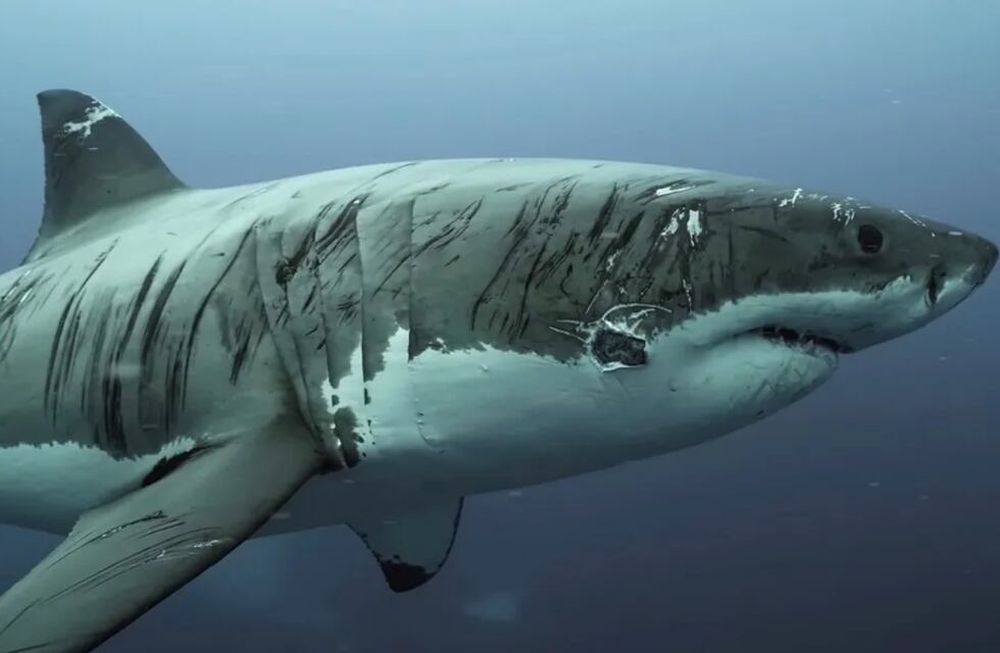 Fotografiaron a un tiburón lleno de cicatrices producto de peleas a lo largo de su vida.