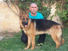 Marcos Herrero, el adiestrador de perros condenado.