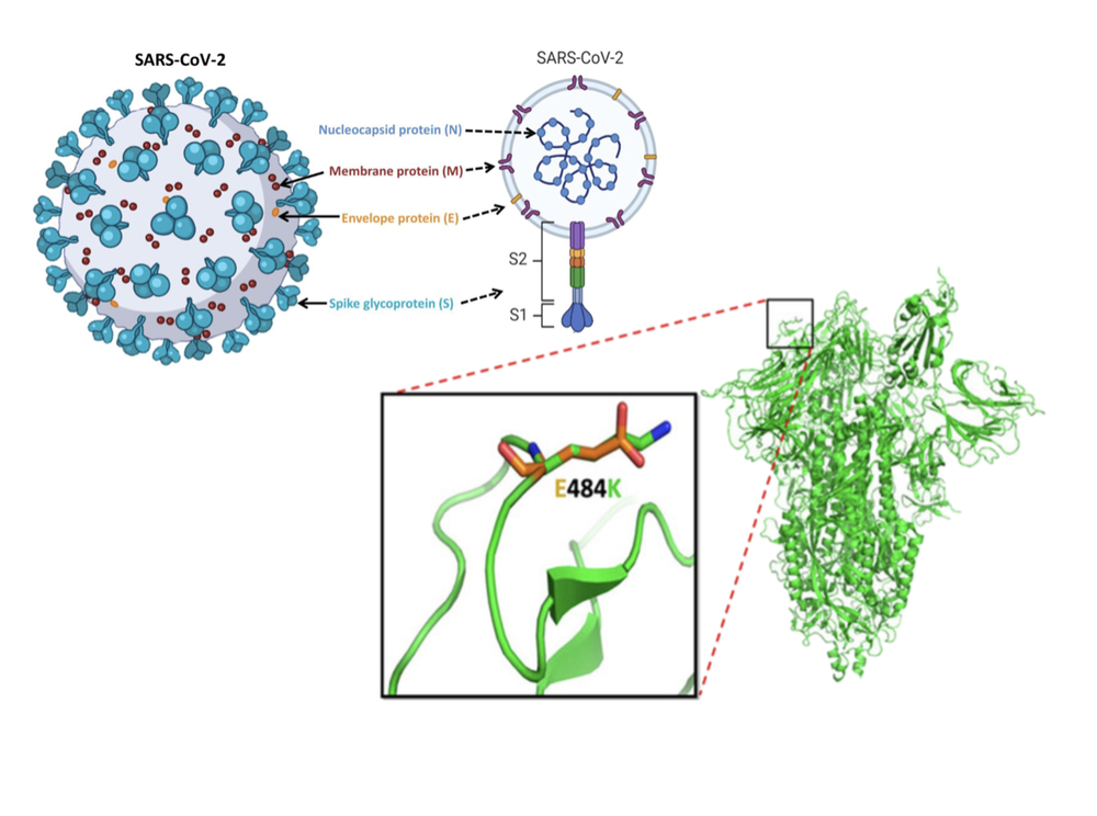 Figura 3. El virus SARS-CoV-2, causante del COVID-19, posee una proteína en su superficie, la proteína S o espina, en la que están basadas muchas de las vacunas usadas. En la imagen, arriba a la izquierda representado el virus esquemáticamente, a la derecha un corte mostrando sus principales componentes, y abajo la estructura de la proteína espina, destacando una mutación presente en una variante del virus que reduce la efectividad de la vacuna que se daba previamente. (adaptado de Kumar y col., 2023, https://doi.org/10.3390/v15040856).  