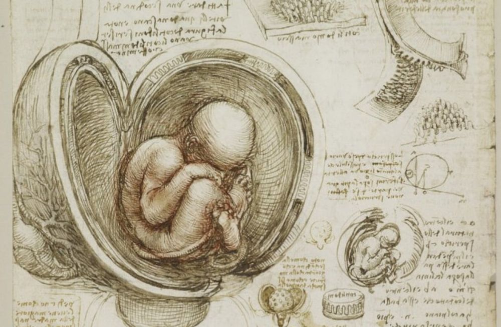 El sorprendente manuscrito anatómico que Da Vinci realizó junto al “maestro de la muerte”