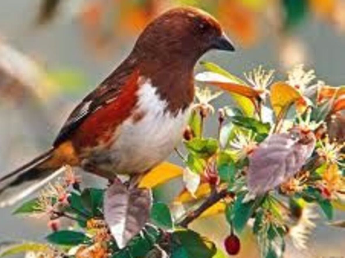 Las aves protegen el cultivo de café en Costa Rica