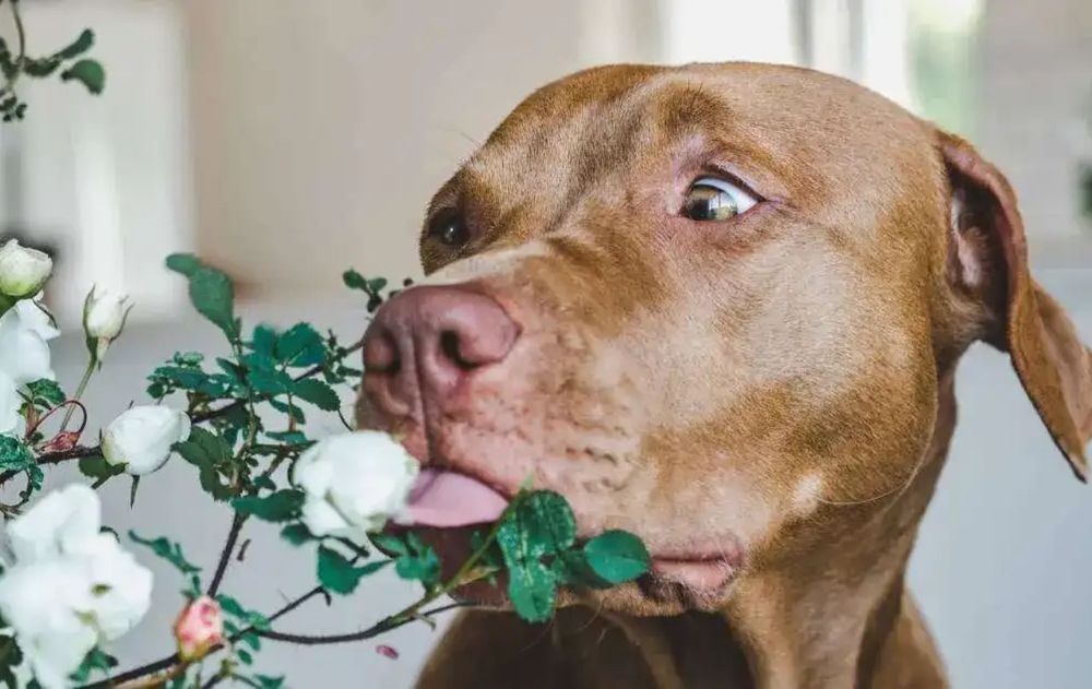 Identificarlas es una solución para que las mascotas no sufran problemas de salud.