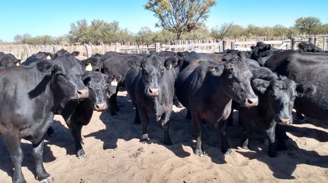 Los Andes | El ganado vacuno enfrenta problemas de estrés por los altos calores. Imagen: gentileza INTA.
