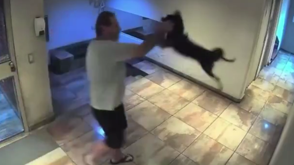 Indignación: un hombre fue detenido tras ser filmado arrojando brutalmente a su perro contra el piso.