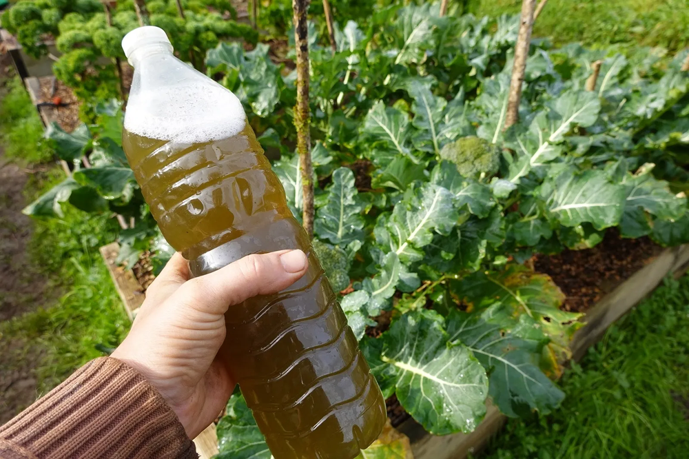 Jardín y jardinería apuestan por plantas fuertes con nutrientes naturales reutilizados.