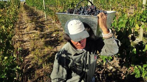 Nuevas autoridades en Asociación de Viñateros