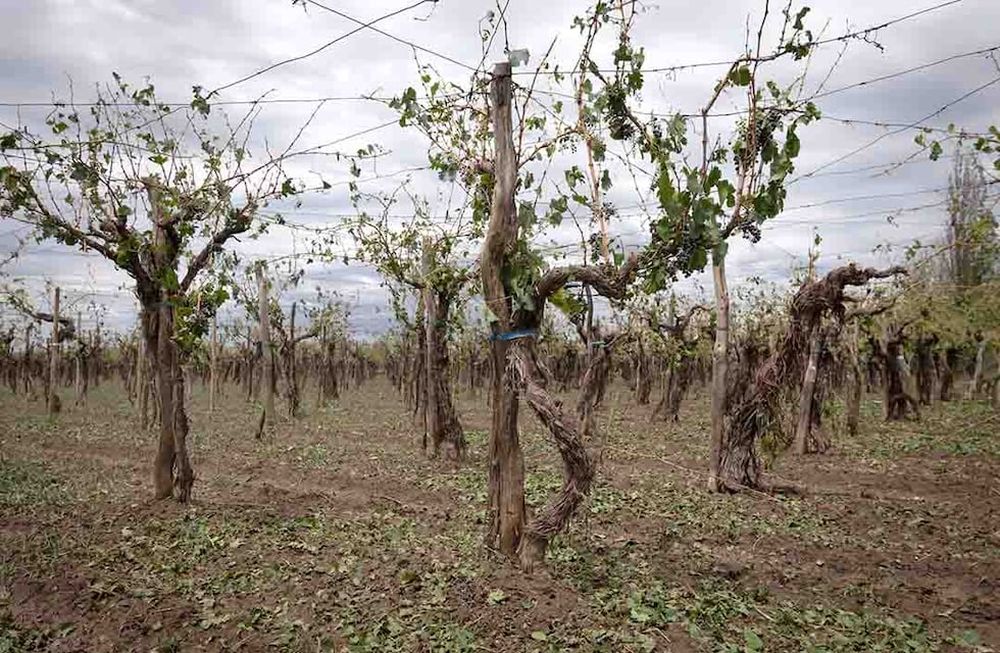 Granizo. Después de las tormentas del fin de semana, los productores piden mayor cobertura con el seguro agrícola. Foto: Ignacio Blanco / Los Andes