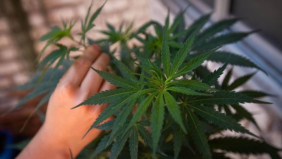 Cannabis medicinal en Mendoza.