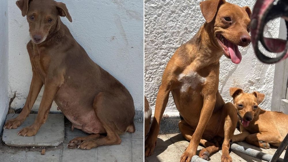 Imágenes de los perritos rescatados por la Municipalidad de Guaymallén y Salvando Patas. 