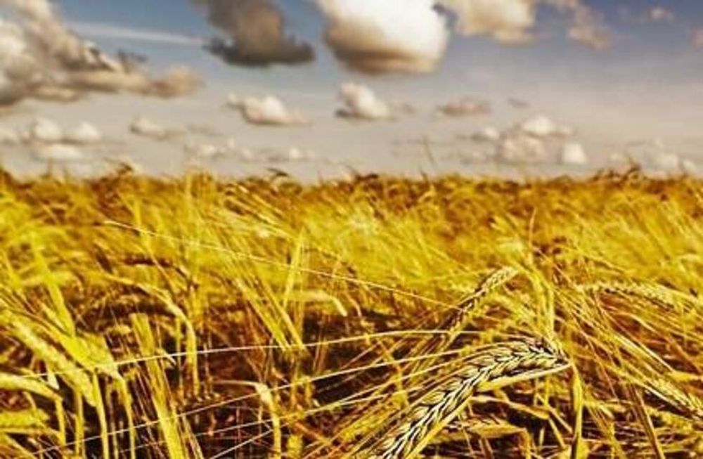La Bolsa rosarina prevé un aumento del 10% en los embarques de harina, hasta las 700.000 toneladas,