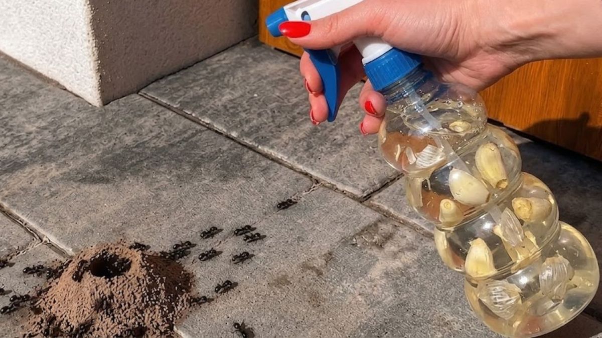 Por qué las hormigas odian el ajo y cómo se puede crear una trampa para alejarlas del jardín