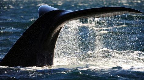 Estudian la creciente muerte de las crías de la ballena franca austral