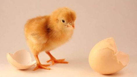Los Andes | Científicos confirmaron qué fue primero, ¿el huevo o la gallina? - Imagen ilustrativa / Web