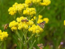 Esta planta crea un entorno más equilibrado sin agregarle productos químicos a la zona para que abejas y mariposas gocen de buena salud.