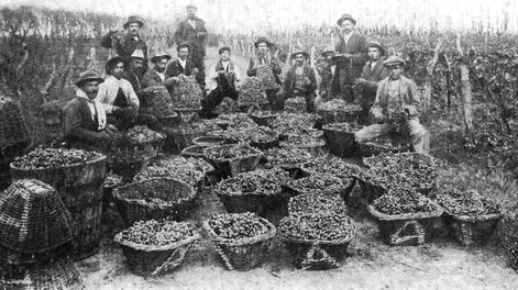 Planes para la vitivinicultura hace 100 años.