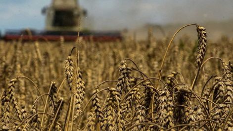 Rusia se negó a prorrogar el histórico acuerdo de exportación de granos ucranianos. Foto: Web.