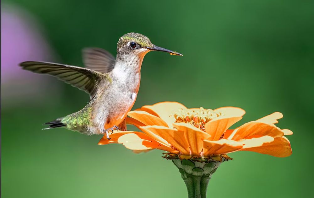 Los pájaros necesitan un refugio natural abierto para la reproducción saludable del jardín.