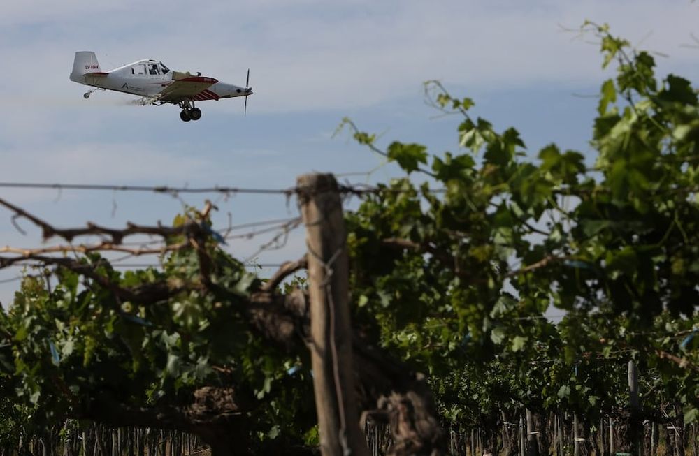 Lobesia: se harán aplicaciones aéreas en 124 mil hectáreas de zonas Norte y Este