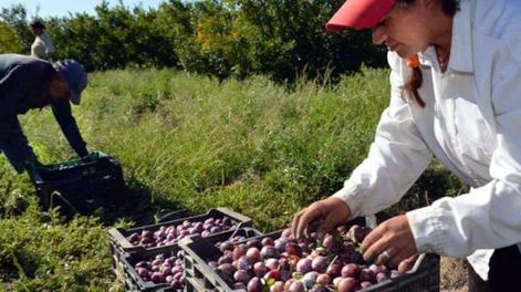 Los Andes | Desde el sector productivo resaltan que el IDR desarrolla estadísticas y censos, y brinda acompañamiento técnico, y que los privados no pueden sostener al organismo.