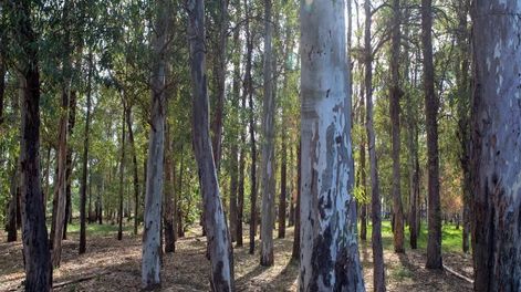 Silvicultura: el 27 de marzo se realizará un Congreso Forestal en Mendoza