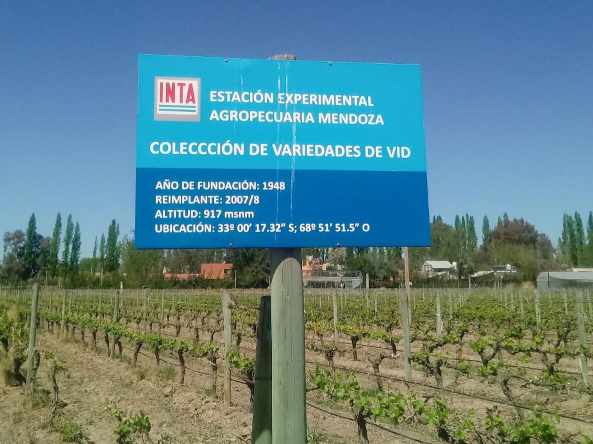 Tenemos la colección de vides en Luján de Cuyo, una de las más grandes de América, confirma la Directora de INTA Mendoza, Ing. Agr. Analía Díaz Bruno.
