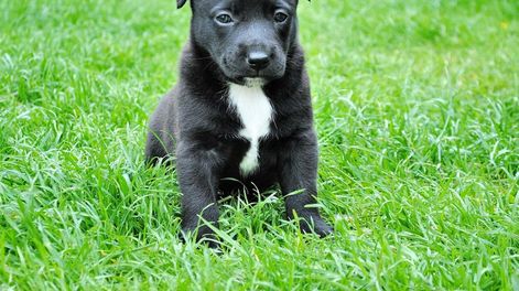 Los Andes | Las razas de perros que se dejaron de elegir con el tiempo