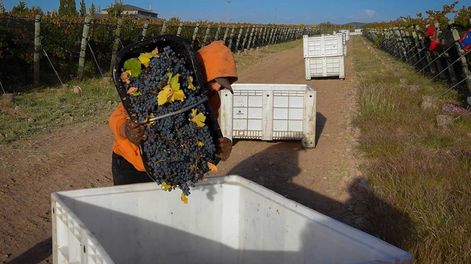 Los Andes | Los productores vitivinícolas siguen a la espera de novedades sobre los créditos para cosecha y acarreo, y el Gobierno provincial insiste en que están trabajando en el tema.