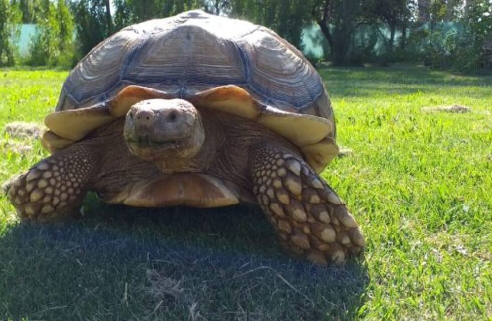 “Se les escapó la tortuga”: luego del ejemplar gigante encontrado en San Rafael, buscan a dos más en Mendoza. Foto: Prensa Secretaría de Ambiente de Mendoza.