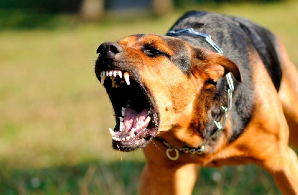 Por sacar perro peligroso sin bozal en Mendoza, 15 días de cárcel y secuestro del animal