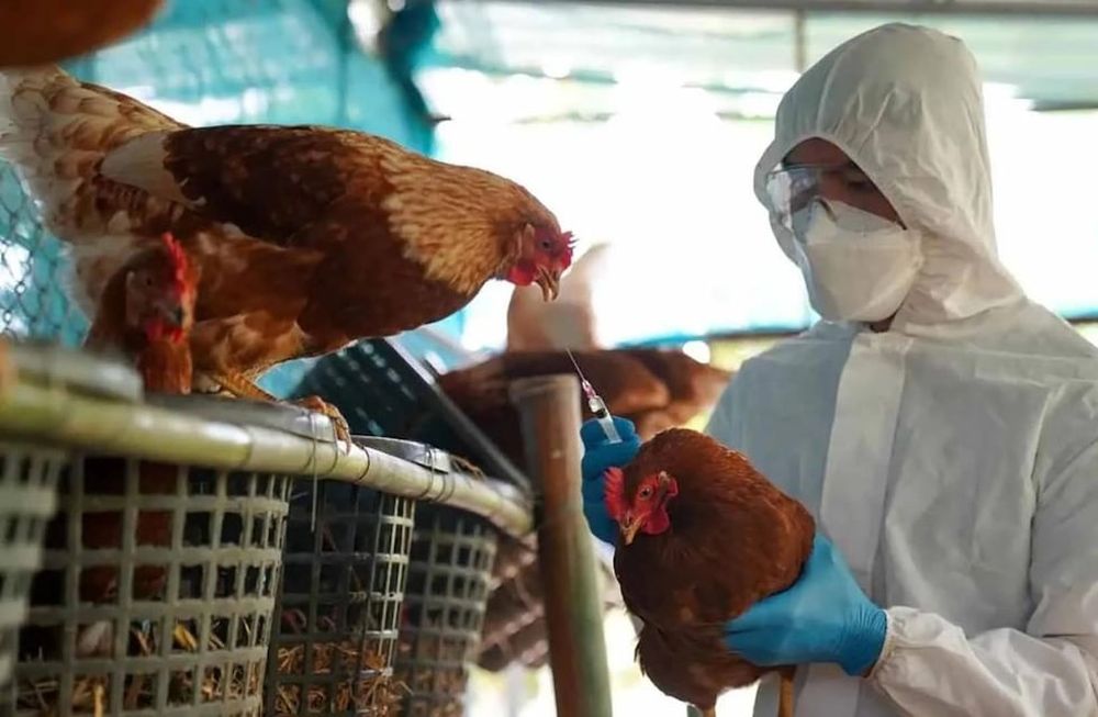 Hasta el momento se han confirmado 34 casos de influenza aviar en aves de traspatio (IA) a nivel nacional. Imagen ilustrativa.