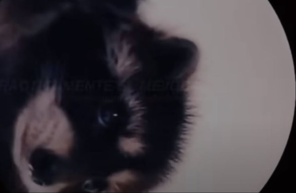 MVQN, streaming y la historia detrás del viral del momento: Por qué un mapache baila una canción de Rafaella Carrá. Foto: Captura YouTube