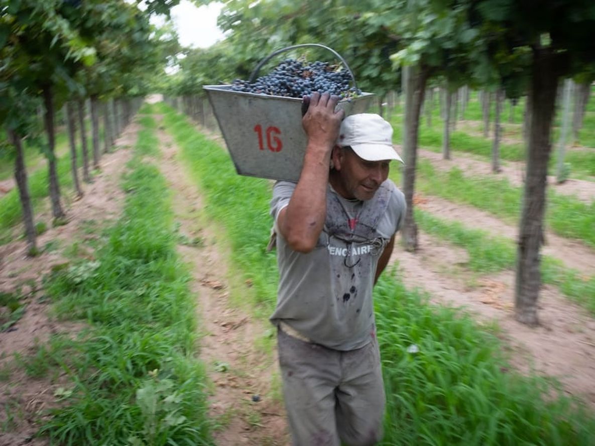 Las charlas están basadas en la Economía del Conocimiento con el objetivo de incrementar las capacidades, habilidades y el perfeccionamiento profesional de trabajadores de la cadena productiva vitivinícola. / Foto: Ignacio Blanco