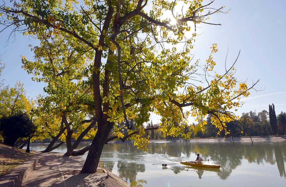 Un censo histórico relevó 38.000 árboles del Parque San Martín