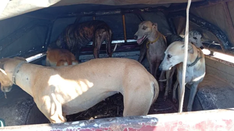Rescataron a 75 galgos que eran usados para la caza ilegal y buscan familias que los adopten