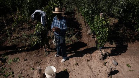 No se perderá la AUH durante la cosecha ni después, y cuando esta finalice, los trabajadores podrán recibir $10.000 más por mes, hasta su siguiente trabajo registrado. Foto: Ignacio Blanco / Los Andes