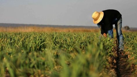 Crece el sector agropecuario por medio del financiamiento récord.