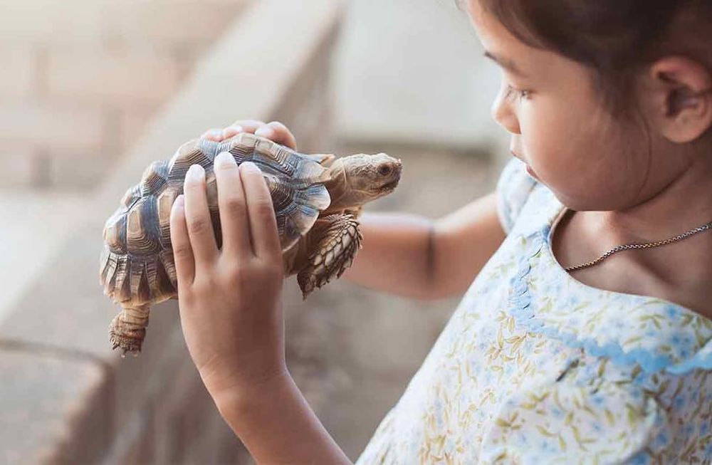 Si estás planteándote introducir una nueva mascota en casa por primera vez, la tortuga es perfecta para los más pequeños, Imagen ilustrativa / Web
