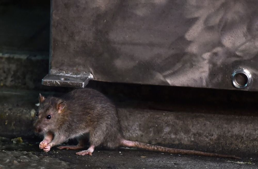 Cierra un enorme mercado en Tokio y ahora se preparan para una guerra contra las ratas