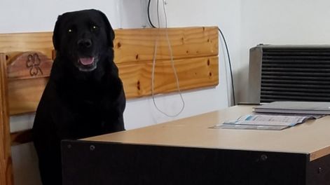 Los Andes | Quién es Pecky: anécdotas y la historia de la perra gendarme que emocionó a todos luego de su retiro. Foto: Gentileza Gendarmería Nacional