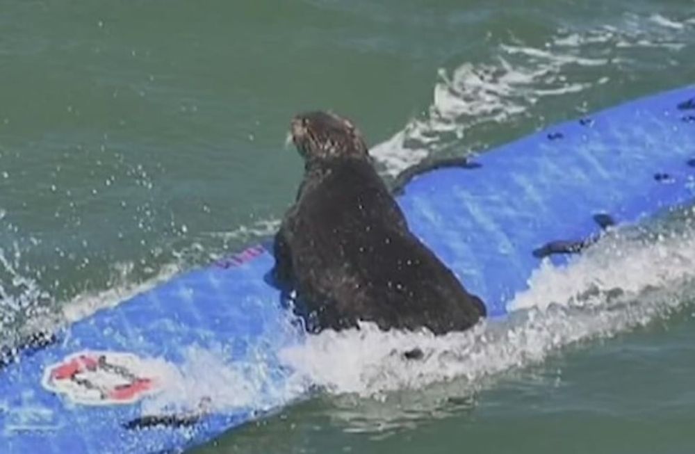 Nutria marina agresiva causa conmoción en playas de California