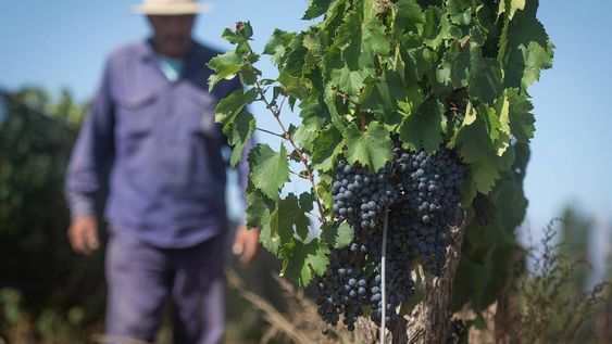 Los referentes celebran el crecimiento del vino en las últimas décadas, pero lanzan duras críticas al Gobierno y hacia el interior de la industria por los desequilibrios sectoriales.