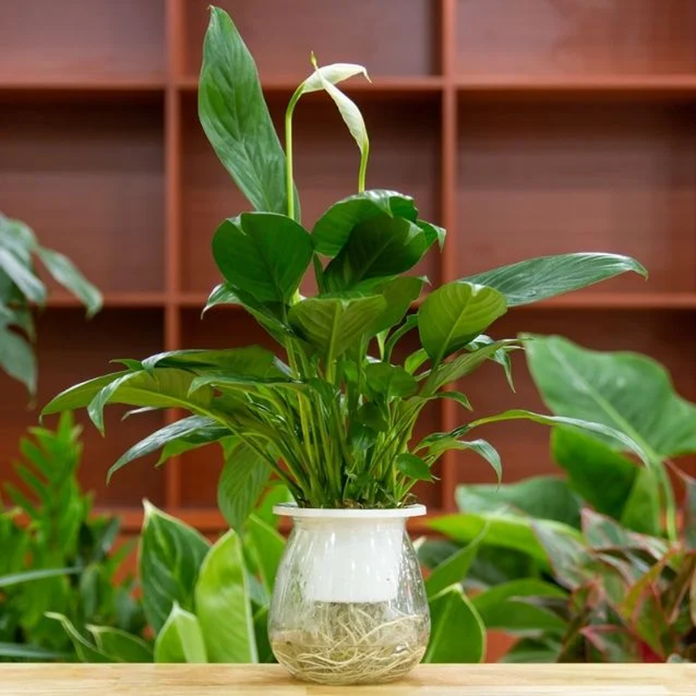 La Spathiphyllum o Cuna de Moisés puede cultivarse en agua y alcanzar un gran tamaño. - Gentileza 