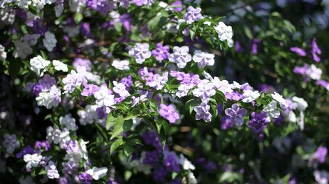 Los Andes | Lo ideal es plantar el jazmín paraguayo en zonas del jardín bañadas por el sol de la mañana. Y si vivimos en regiones con inviernos rigurosos, como es una planta sensible al frío, lo mejor es resguardarla.