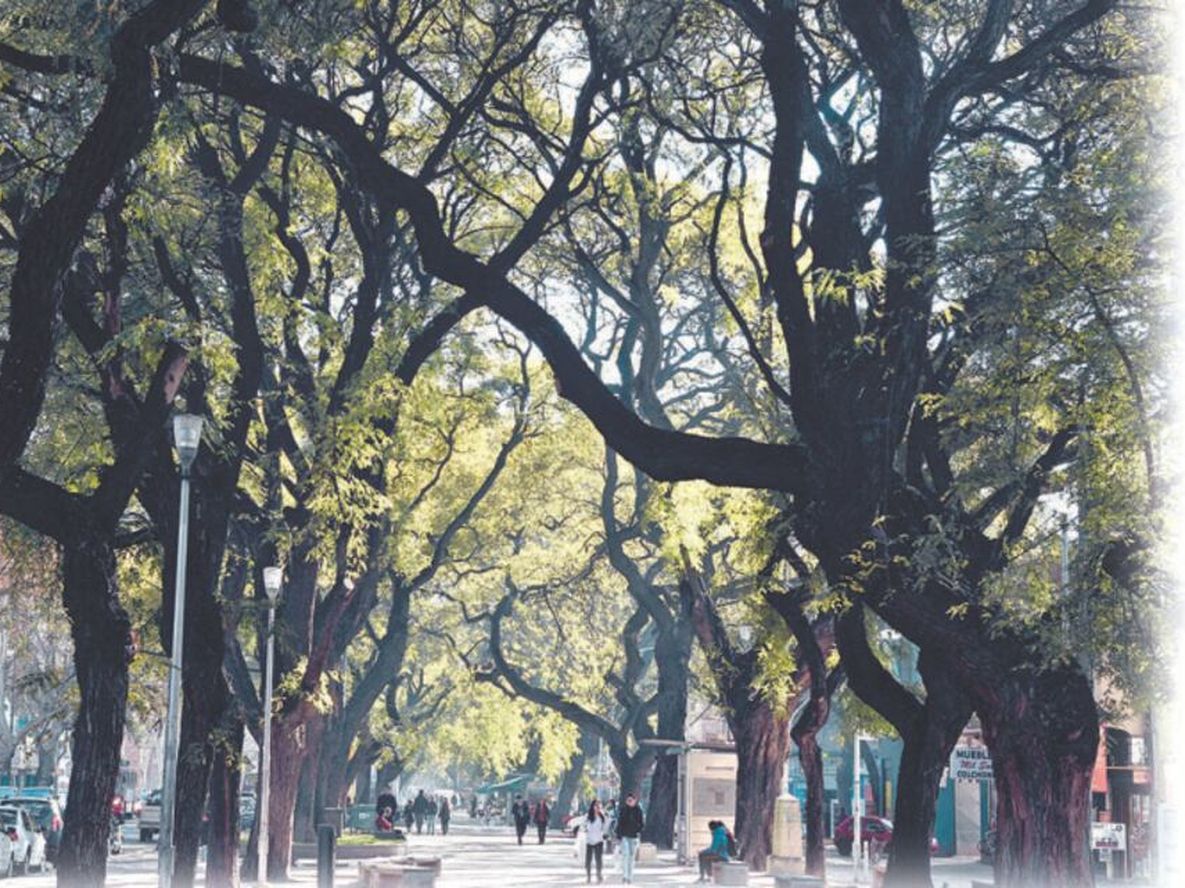 La negación del arbolado  y los espacios públicos - Por Roberto Dabul