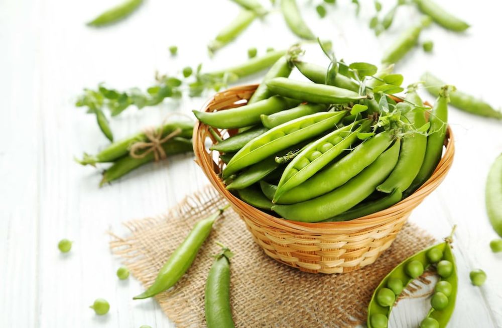 Nos damos cuenta de que la chaucha está madura y para cosechar, cuando se abre fácilmente al presionar entre los dedos. ¡Su sabor es espectacular!