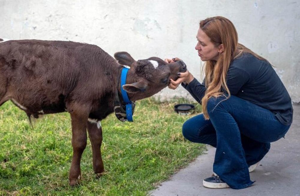 Hace ya un mes en la plataforma Marketplace vi que subieron que vendían un ternero para comerlo en las fiestas. Y me surgió la idea. Amo a los animales desde chica, tomé todos mis ahorros y al mejor postor logré comprarlo a 80 mil pesos, contó Golmar. Foto: Télam