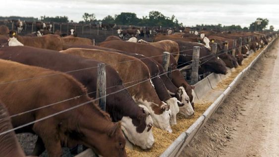 Analizan posible caso de “vaca loca” en Brasil, luego de la aparición de la gripe aviar en la región. Los animales la adquieren a través de la alimentación.